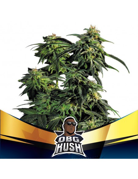 OBG Kush X7 - Bsf Seeds