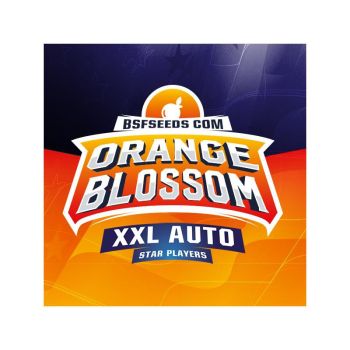 Orange Blossom Xxl Auto X12 - Bsf Seeds