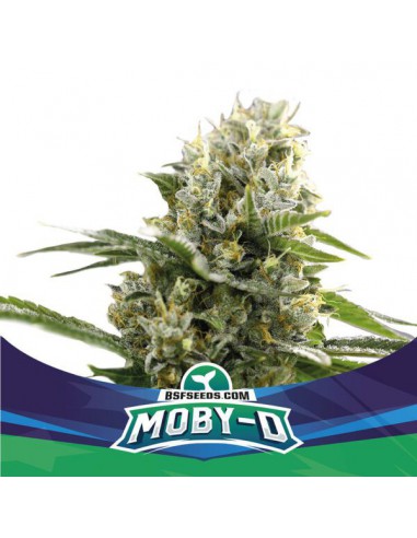 Moby-D Xxl Auto X4 - Bsf Seeds