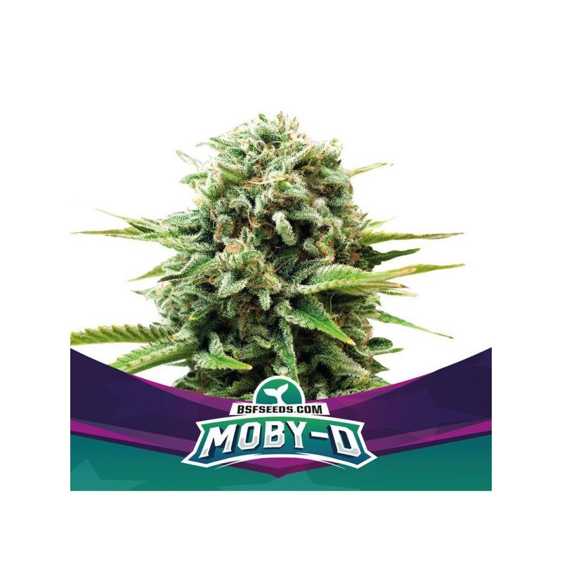 Moby-D X7 - Bsf Seeds