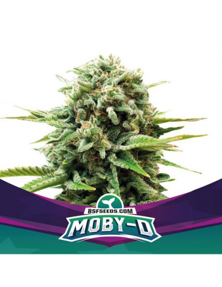 Moby-D X2 - Bsf Seeds