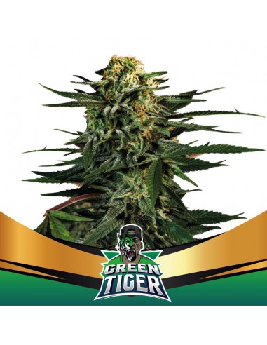 Green Tiger X2 - Bsf Seeds