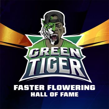 Green Tiger X2 - Bsf Seeds