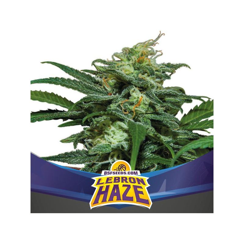 Auto Lebron Haze Xxl X7 - Bsf Seeds