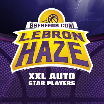 Auto Lebron Haze Xxl X7 - Bsf Seeds