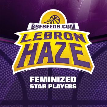 Lebron Haze X4 - Bsf Seeds