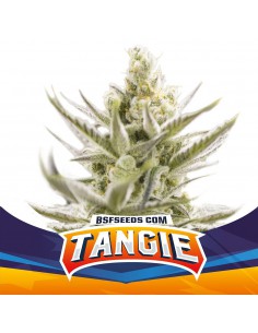 Tangie Auto Xxl X4 - Bsf Seeds