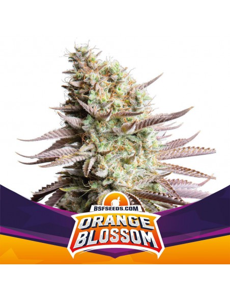 Orange Blossom X12 - Bsf Seeds