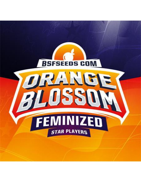 Orange Blossom X12 - Bsf Seeds