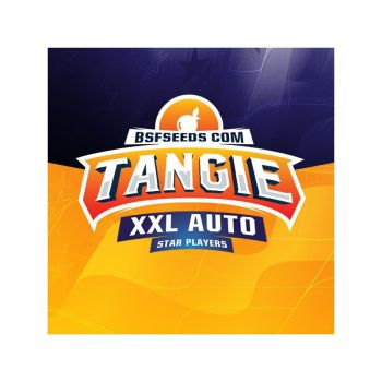 Tangie Auto Xxl X7 - Bsf Seeds