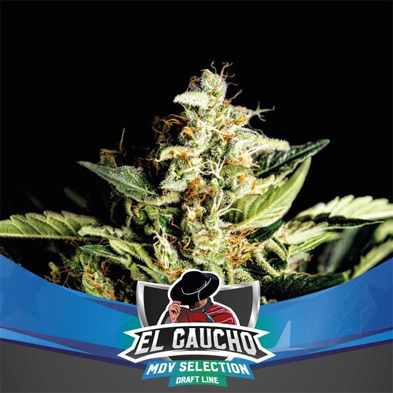 El Gaucho X7 - Bsf Seeds