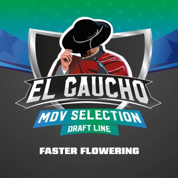 El Gaucho X7 - Bsf Seeds