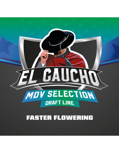 El Gaucho X12 - Bsf Seeds