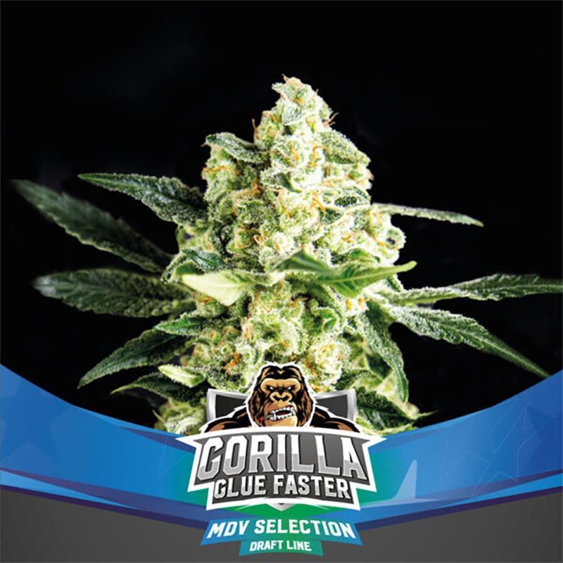 Gorilla Glue Faster X4 - Bsf Seeds