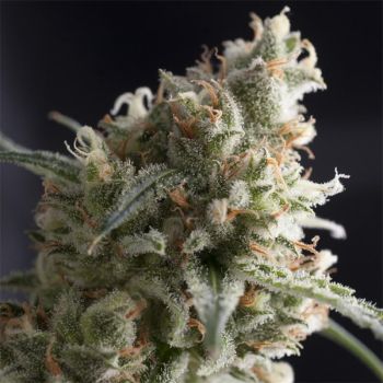 Lennon X3 - Pyramid Seeds