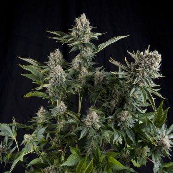 White Widow X1 - Pyramid Seeds