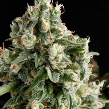 Pyramid Seeds - Lennon (x1)