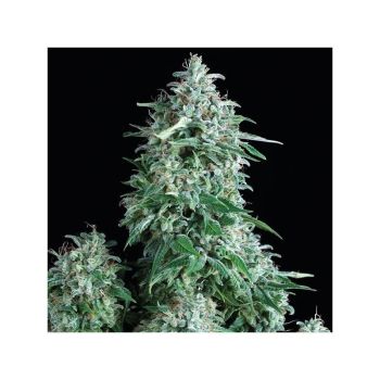 Anubis X3 - Pyramid Seeds