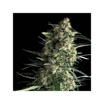 Galaxy X3 - Pyramid Seeds