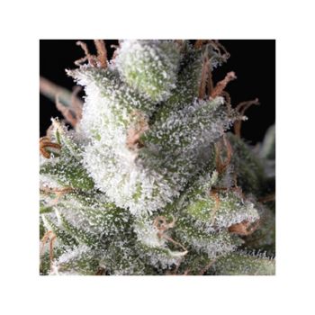 PYRAMID SEED RAMSES (3UDS)
