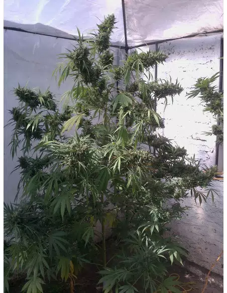 Dutch Passion Euforia Fem X3
