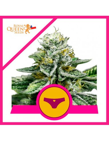 Sherbet Queen X3 - Royal Queen Seeds