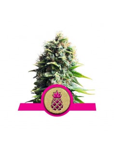 Pineapple Kush X1 - Royal...