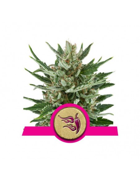 Speedy Chile Fast X1 - Royal Queen Seeds