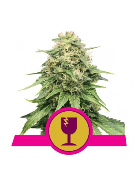 ROYAL QUEEN SEEDS CRITICAL (1UD)