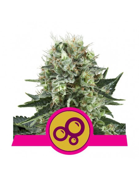 ROYAL QUEEN SEEDS BUBBLE KUSH (1UD)