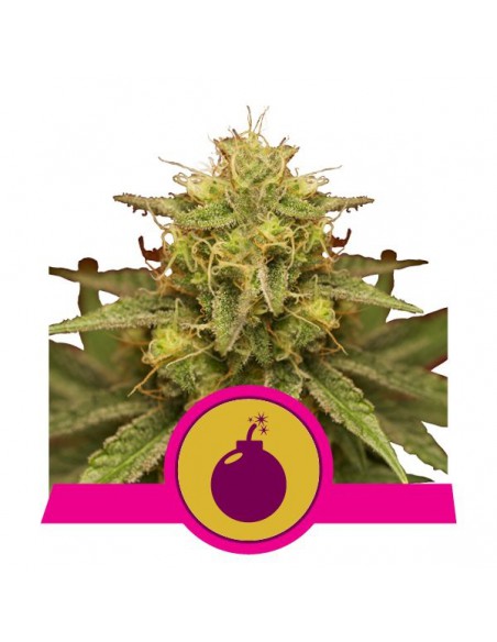 ROYAL QUEEN SEEDS ROYAL DOMINA (1UD)
