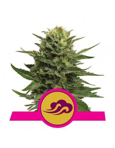 ROYAL QUEEN SEEDS BLUE MYSTIC (3UDS)