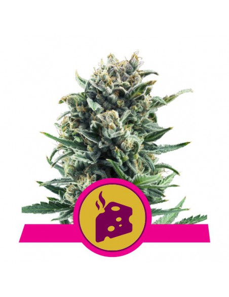 ROYAL QUEEN SEEDS BLUE CHEESE (1UD)