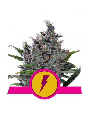 ROYAL QUEEN SEEDS NORTH THUNDERFUCK (1UD)