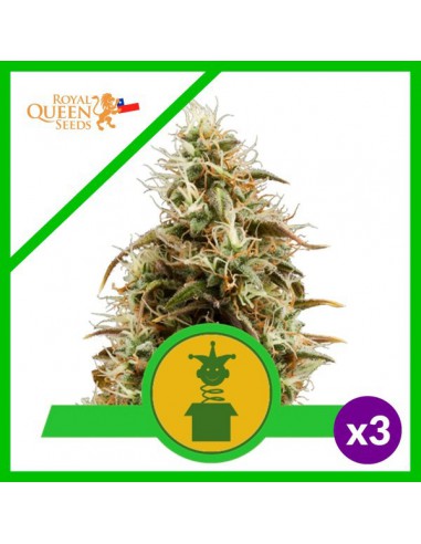 ROYAL QUEEN SEEDS ROYAL JACK AUTO X3