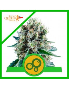 ROYAL QUEEN SEEDS BUBBLE...