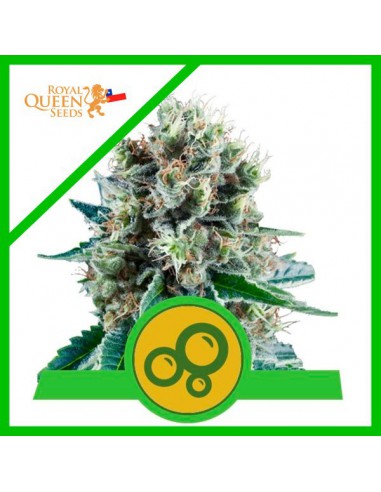 ROYAL QUEEN SEEDS BUBBLE KUSH AUT X 3