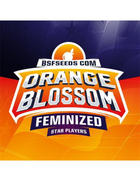 Orange Blossom X7 - Bsf Seeds