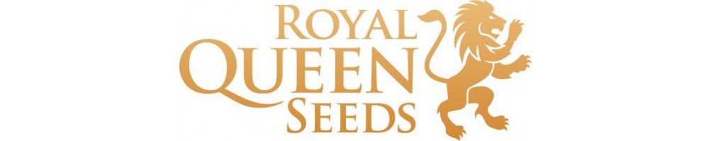 Royal Queen Seeds