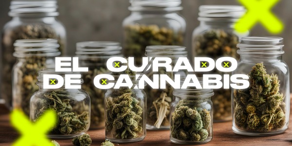 El curado de Cannabis