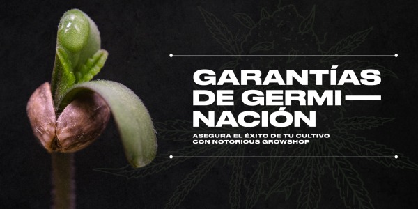 Garantías de Germinación: Asegura el Éxito de tu Cultivo con Notorious Growshop