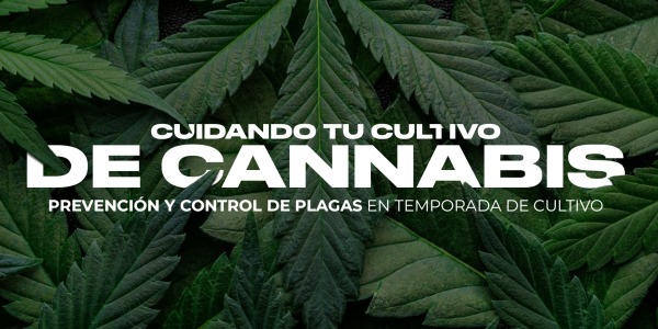 Cuidando tu Cultivo de Cannabis: Prevención y Control de Plagas en Temporada de Cultivo