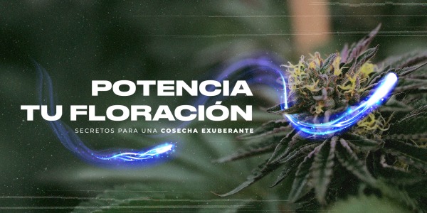 Potencia tu Floración: Secretos para una Cosecha Exuberante