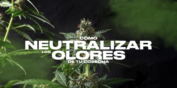 Cómo Neutralizar los Olores de tu Cosecha de Cannabis: Guía para un Cultivo Discreto y Efectivo