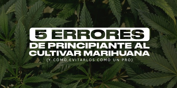 5 errores de principiante al cultivar marihuana y cómo evitarlos como un pro