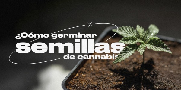 ¿Cómo germinar semillas de cannabis?
