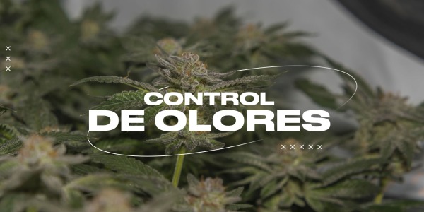 Cómo controlar el olor de tu cosecha de cannabis en casa