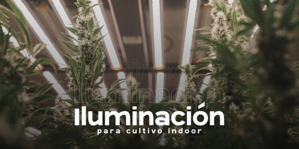 Iluminación para cultivo indoor: cómo elegir las mejores luces para cannabis en casa