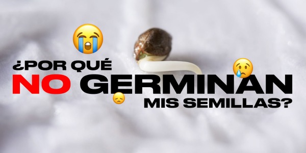 ¿Por qué no germinan mis semillas de cannabis? Guía para el éxito de tu cosecha.