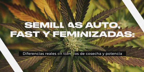 Semillas Auto, Fast y Feminizadas: diferencias reales en tiempos de cosecha y potencia